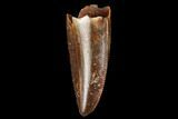 Serrated, Raptor Tooth - Real Dinosaur Tooth #173539-1